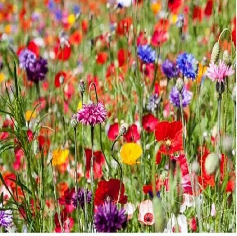 1kg Meadow Wild Flower Seeds All Soil Types by Pretty Wild Seeds 50/50