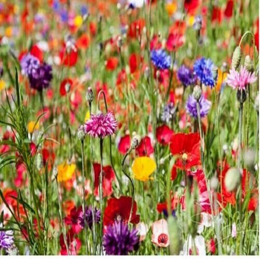 1Kg Pure Wild Flower Meadow Certified Seeds Over 20 Species of Flower Amazing Value Bulk WholesaleMix 777