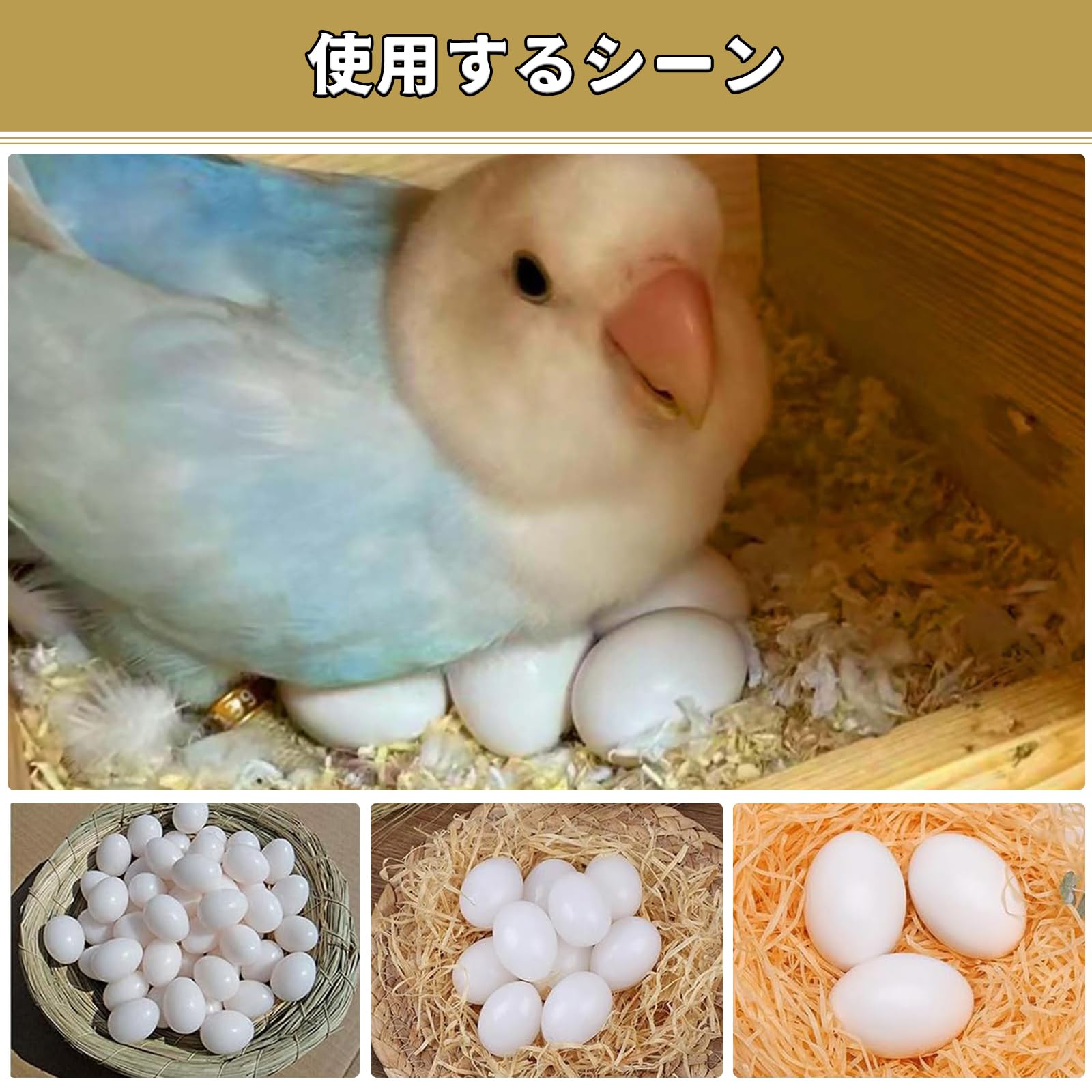 「鳥の卵」 博物画 【フレームサイズ   27×22cm】 Amazon.co.jp: ULTECHNOVO 4セットのアウトドア用鳥の卵装飾