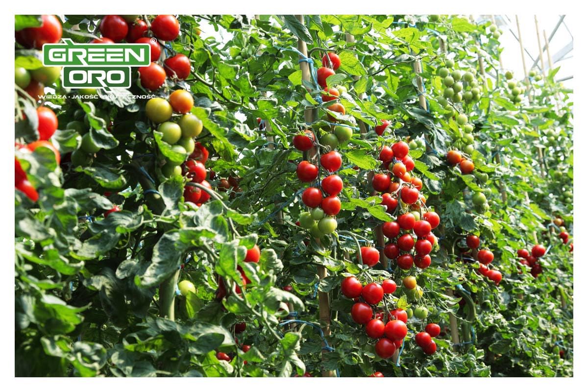 TOMATO POWER 1,5 KG – Specjalistyczny nawóż do pomidorów, papryki, cukinii, bakłażanów, ziemniaków, ogórków i dyni – Długotrwałe działanie do 100 dni