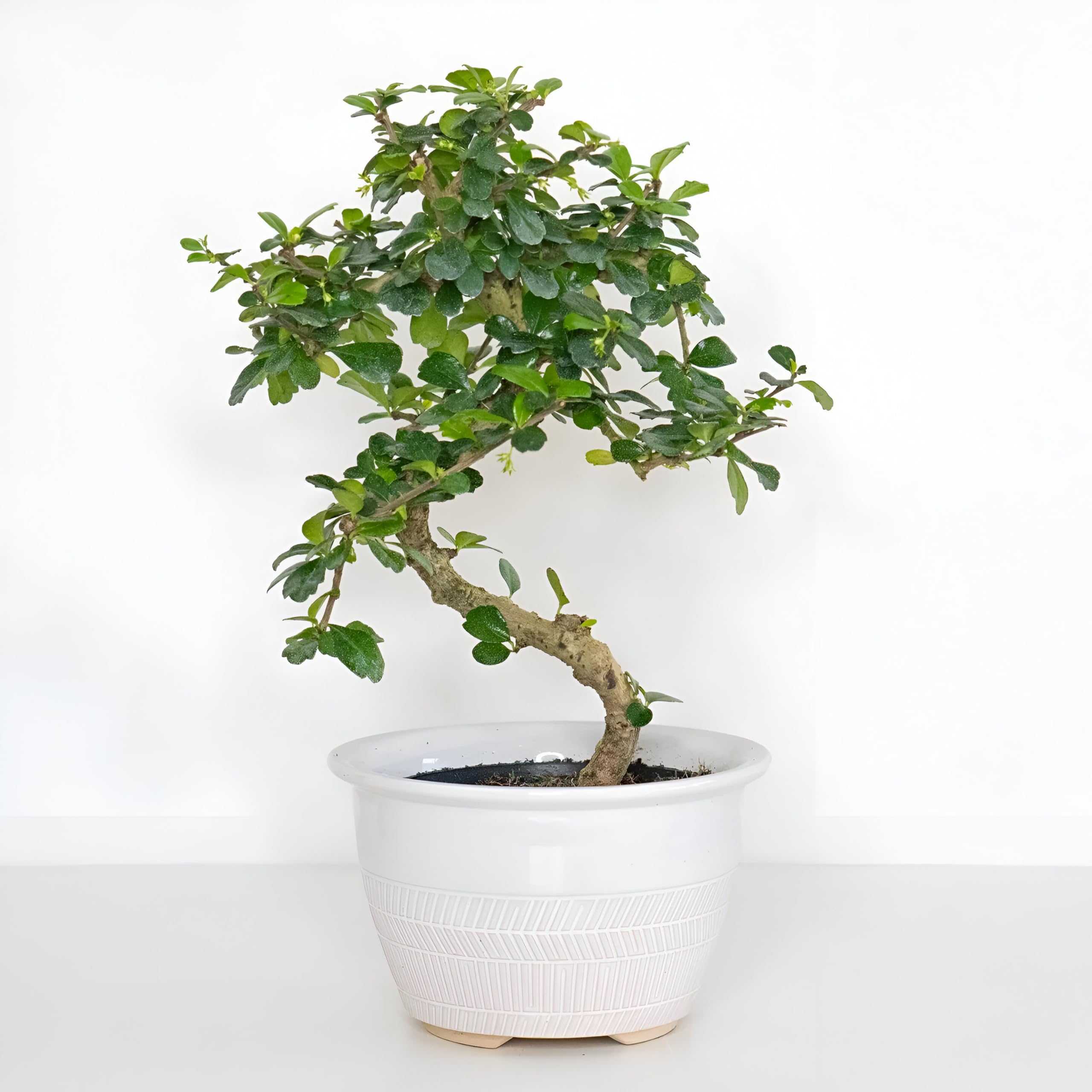 ABEFARIYA Bonsai Plant Live Fukien tea tree | Chinese Elm Bonsai