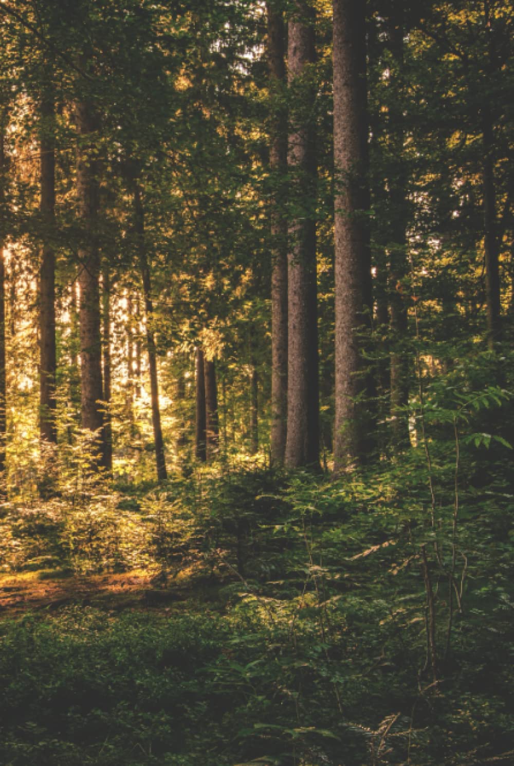 Dark Green Forest Coffee Table Book