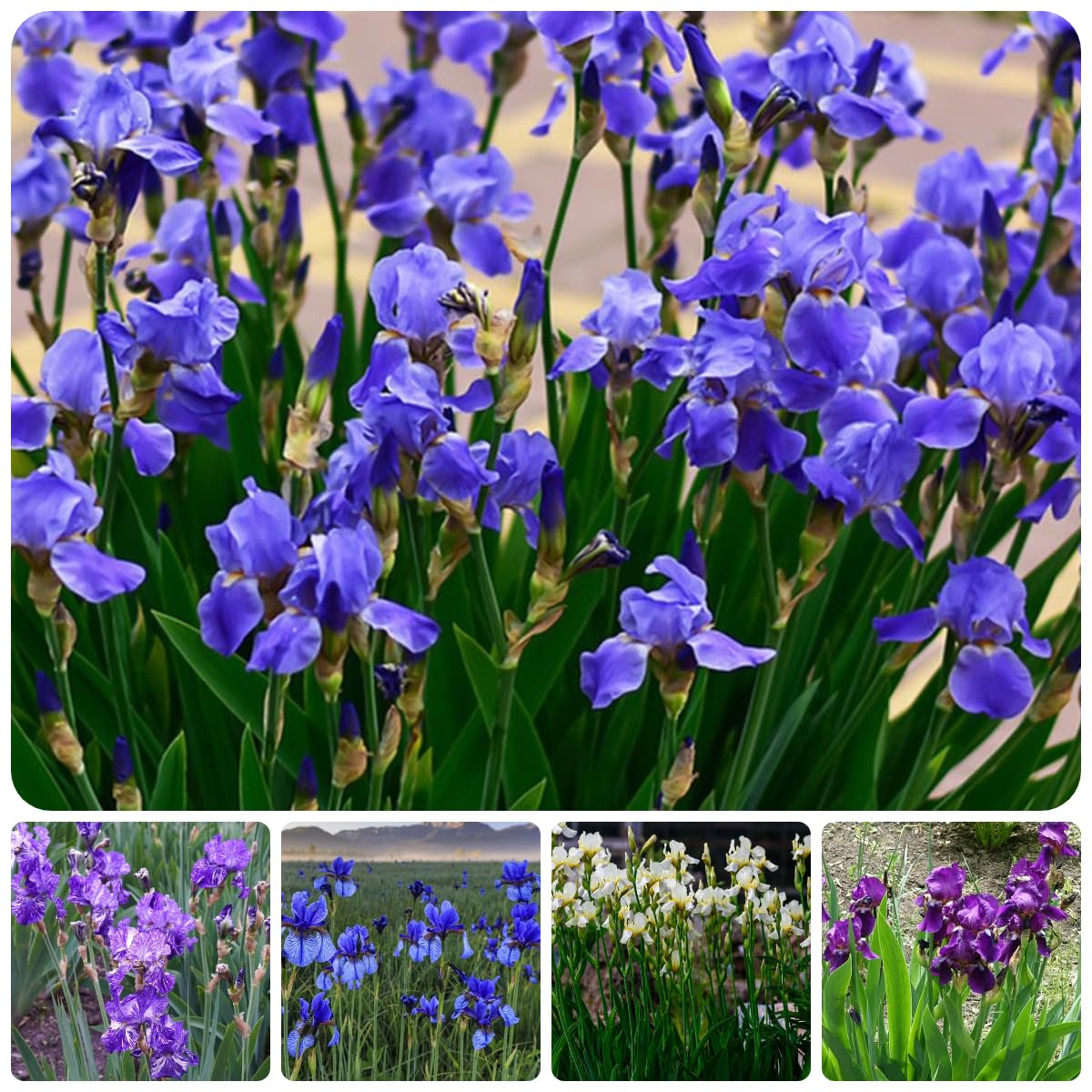 Bulbi di iris resistenti - esotiche decorazioni da giardino 15pcs