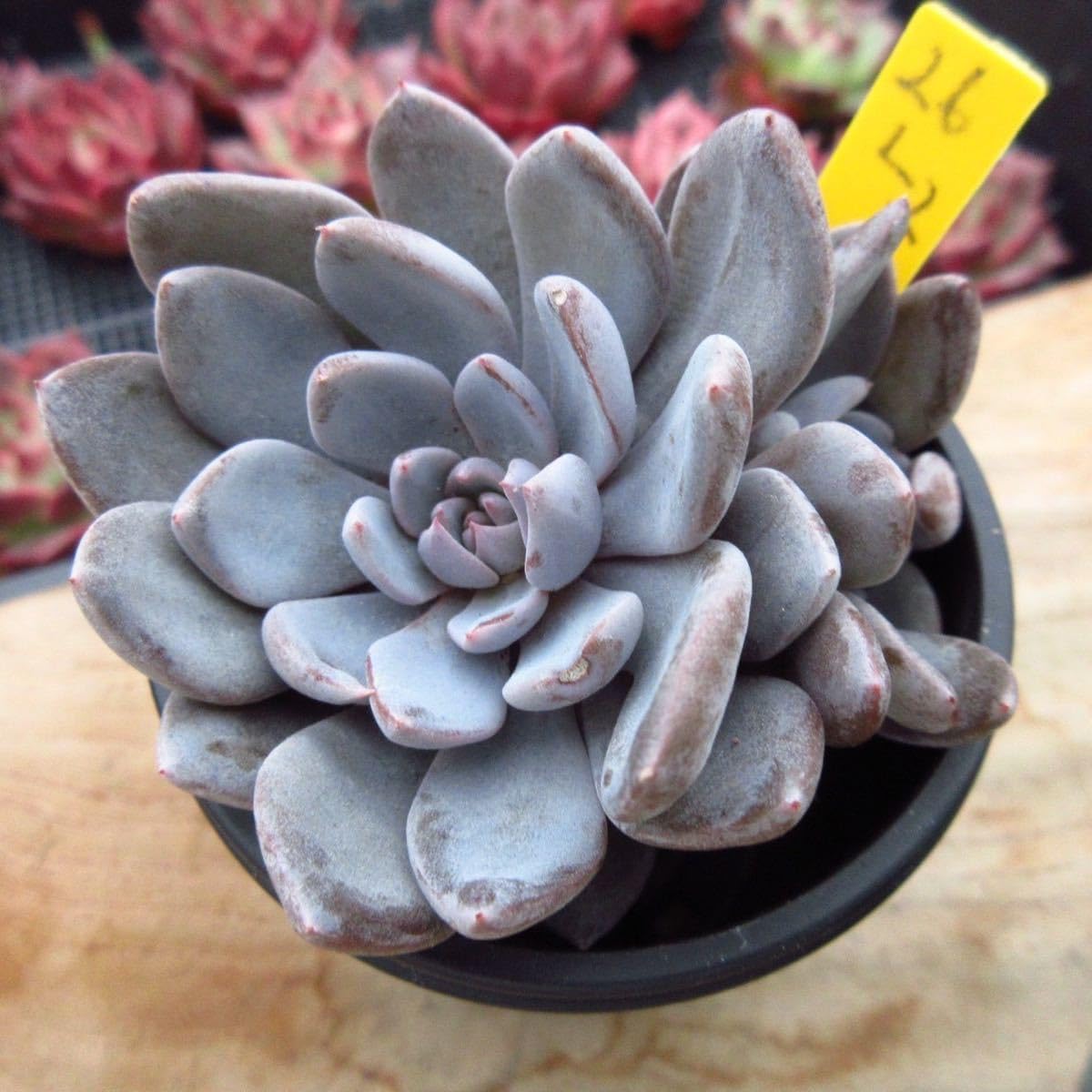 多肉植物　アモエナ　②　韓国苗 Amazon.co.jp: A！！多肉植物 アメトルム 韓国苗 美苗 農園直売