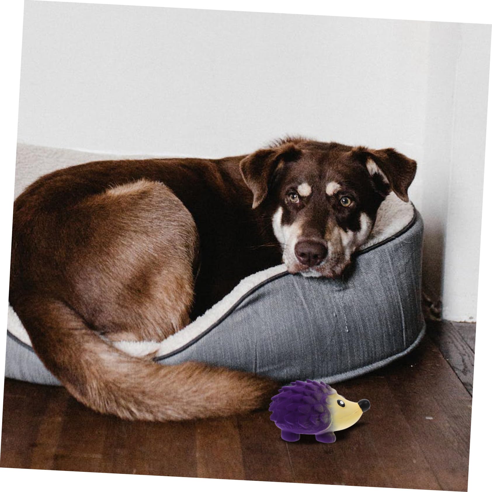 HANABASS 5stücke Squeaky Latex Hundespielzeug Für Kleine Und Mittelgroße Hunde Interaktives Kauspielzeug Zahnpflege Langlebig Und Beißfest Für Spiel Und Training
