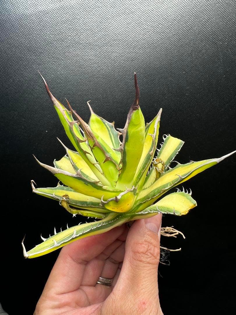 ホリダ 白中斑 極上株 多肉植物 アガベ ホリダ horrida 黄中斑 極上美