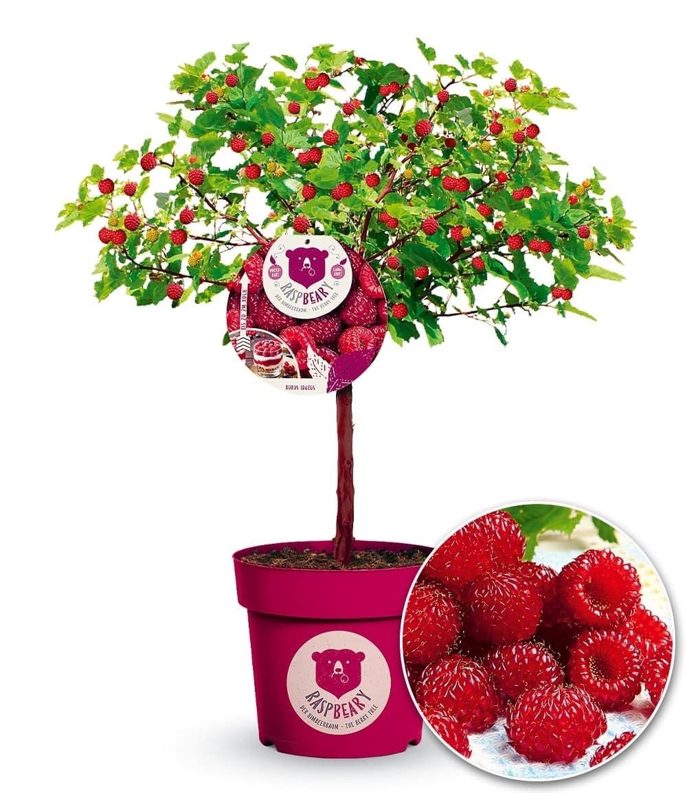 BALDUR Garten 1x Himbeer-Baum Raspbeary® mit Stamm & Krone, Pflanze im 4,6 Liter-Topf, winterhart, mehrjährig, pflegeleicht, Rubus idaeus, Himbeere, essbare Früchte, Obst-Rarität
