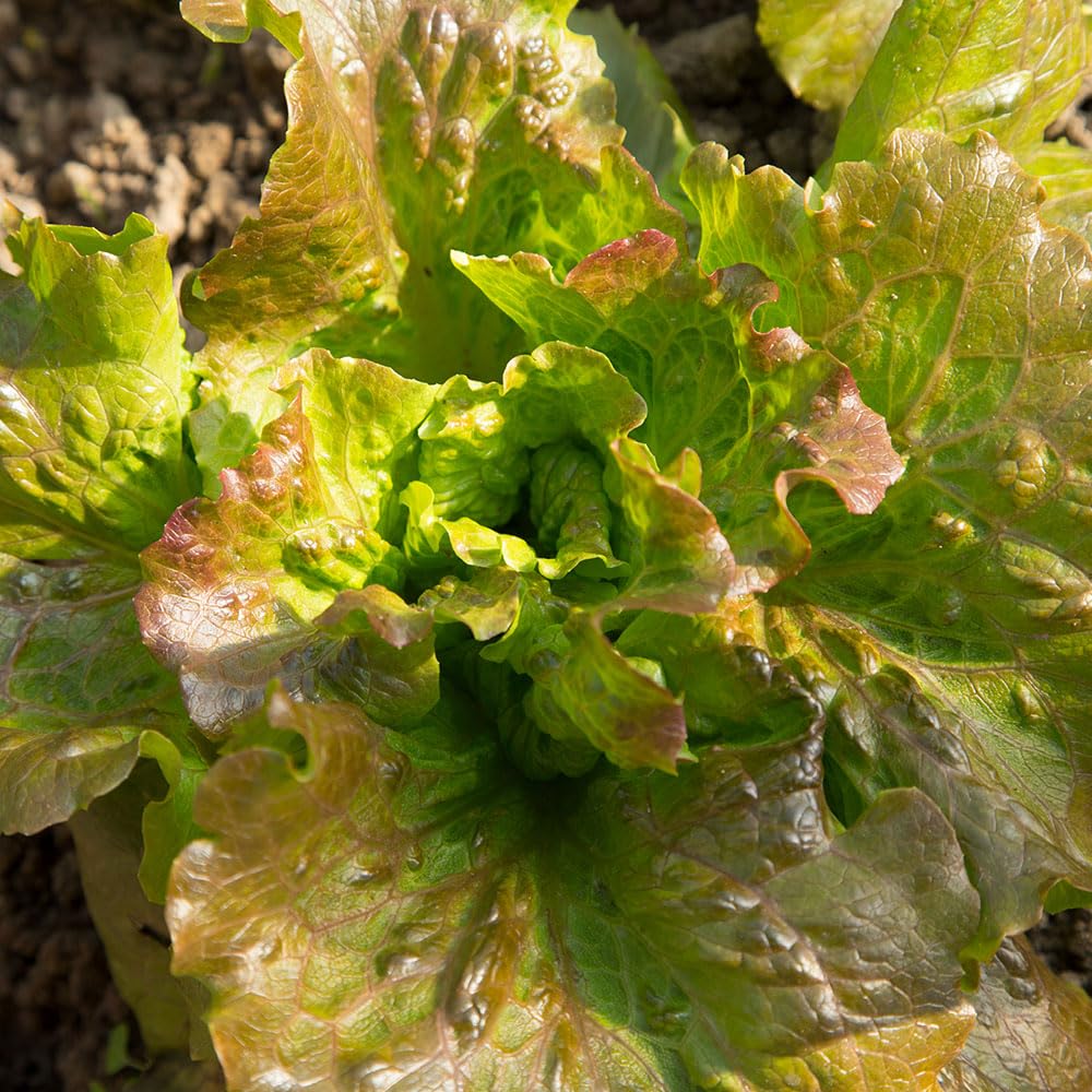 Lettuce ‘Lattuga Ciucca’ Seeds – Mid-Early Loose-Leaf Variety, Crisp Green Leaves with Red Blush – Easy to Grow, Cut-and-Come-Again – UK Garden Vegetable Seeds