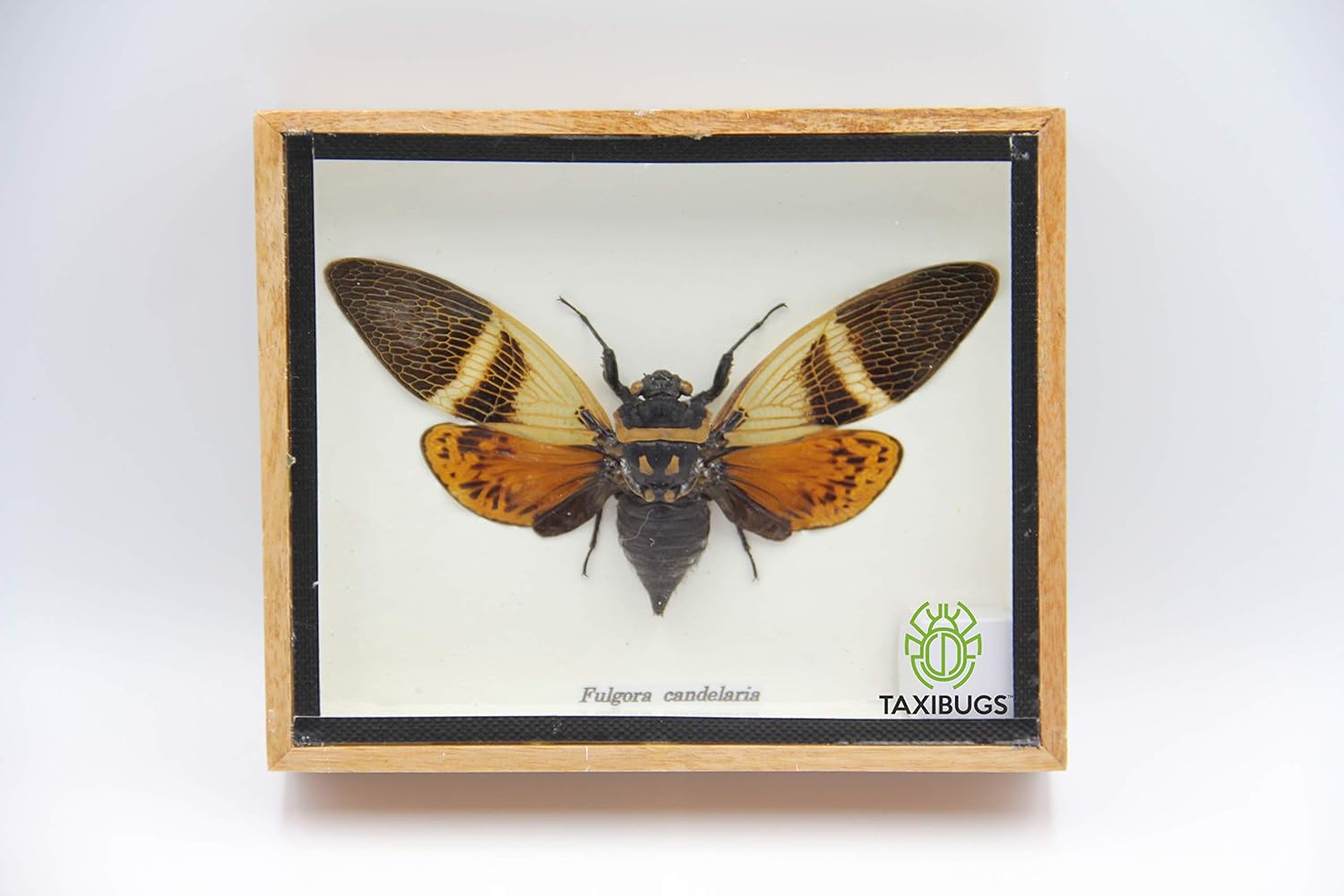 Real Exotic Cicada Opens Wings - Taxidermy Collection Framed in a Wooden Box As Pictured (Red Wings, Wooden Box)