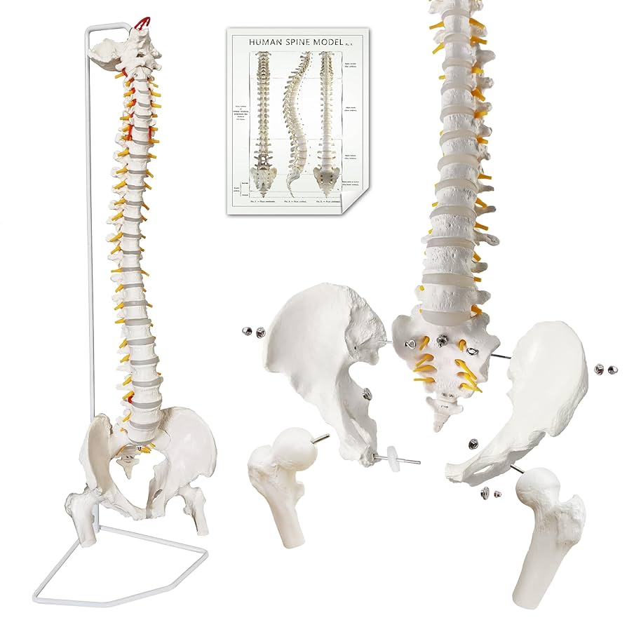 骨模型　脊柱 腰脊柱解剖模型- LS01P - Créaplast - 腔静脉/ 髋骨/ 骶骨