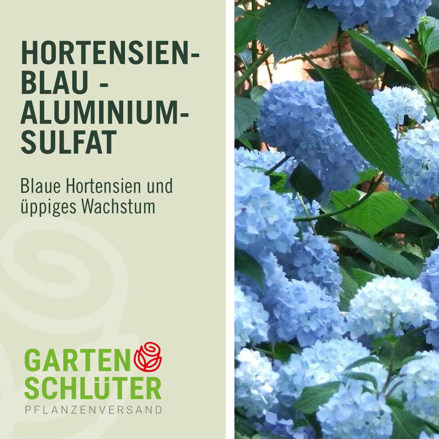 Schlters Hortensien-Blau - 17/18% Aluminiumsulfat, fest - Blaue Hortensien  durch sauren Boden - 1 kg von Garten Schlter : Amazon.de: Garten