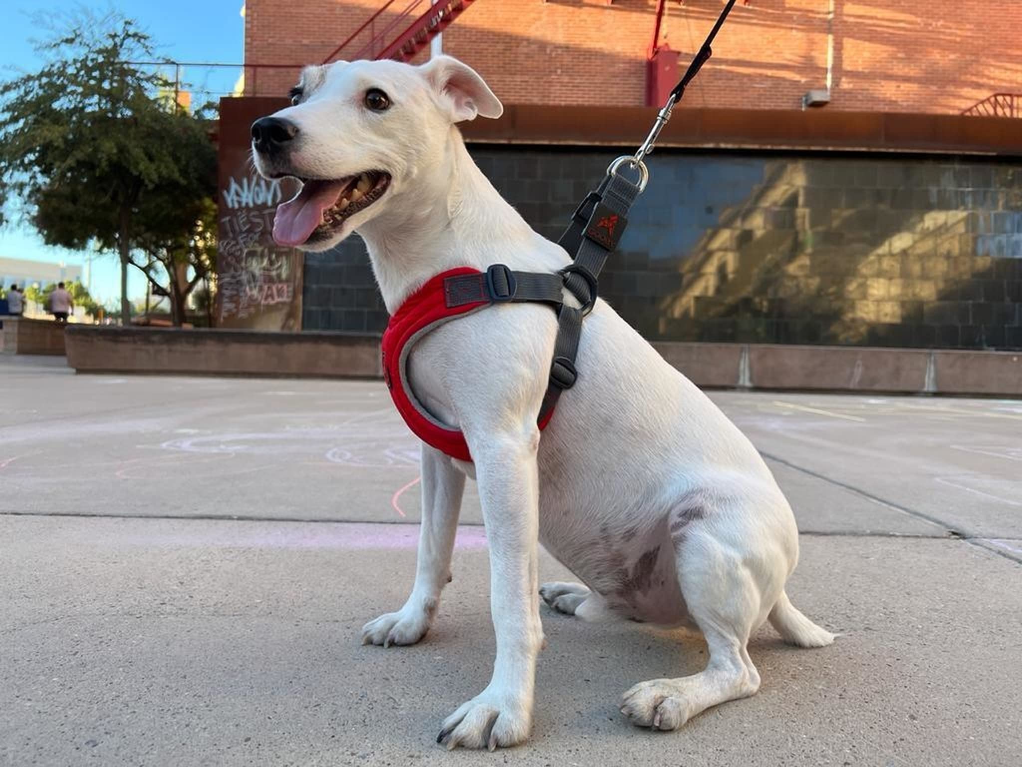 Gooby Escape Free - Arnés de Espuma viscoelástica para Perros pequeños, sin tirones, con Ajuste de Cuatro Puntos, Llevar y para Perros pequeños, Color Rojo, Talla S | Diseño sin escapes, se contrae en la parte trasera; acolchado de espuma viscoelástica; a