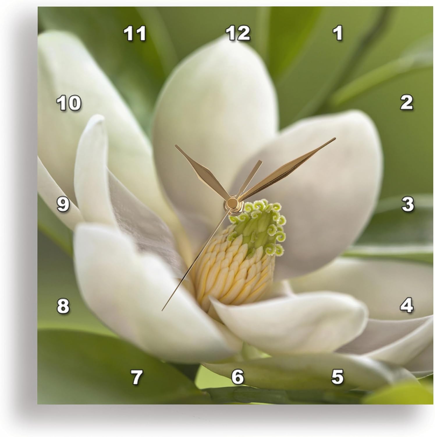 3dRose dpp_83298_2 Magnolia Tree Flower Blossom NA01 AJE0189 Adam Jones Wall Clock, 13 by 13-Inch