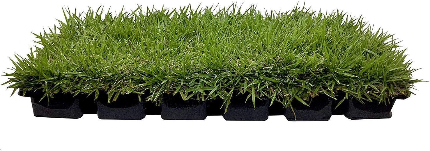 Zoysia Sod Plugs - 9 Large 3" x 3" Plugs - Drought, Salt & Shade Tolerant Turf Grass