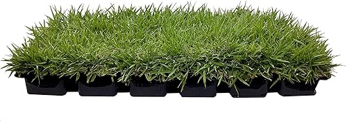 Miniatura 9 de Zoysia Tapones de césped  54 tapones grandes de 3 x 3 pulgadas  hierba de césped tolerante a la sequía, la sal y la sombra