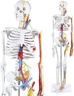 Human Skeleton Model Anatomy - Mini Medical Painted Skeleton with Heart Nerves Arteries Removable Arms & Legs Removable Skull Cap & Articulated Mandible for Science Lab Classroom 85cm/34inch