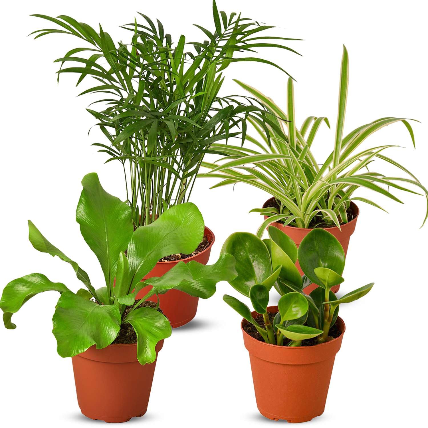 money tree trunk soft Money Tree | Indoor Plants main image 1