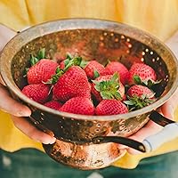 Vista 3 de Bonnie Plants Fresa, planta viva, 19.3 oz (paquete de 4)