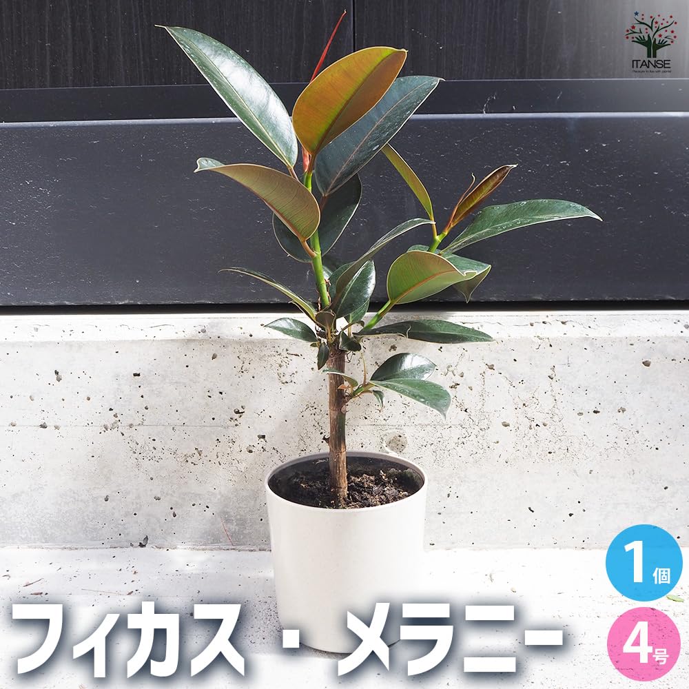 モモタマナ5年育成フィカス 観葉植物 3本の枝 Amazon｜ITANSE フィカス・メラニー 4号 1個売り 品種で
