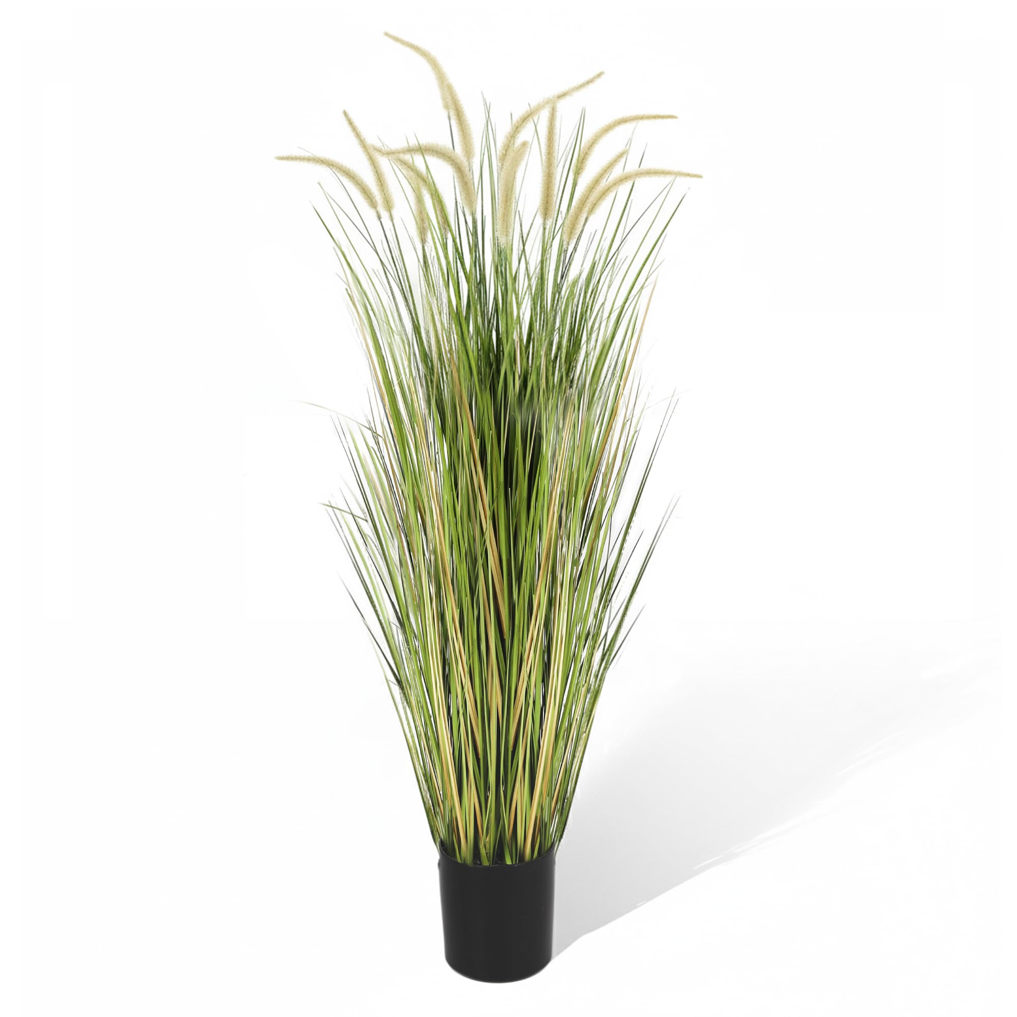 KOL 5ft Horsetail Reed Grass