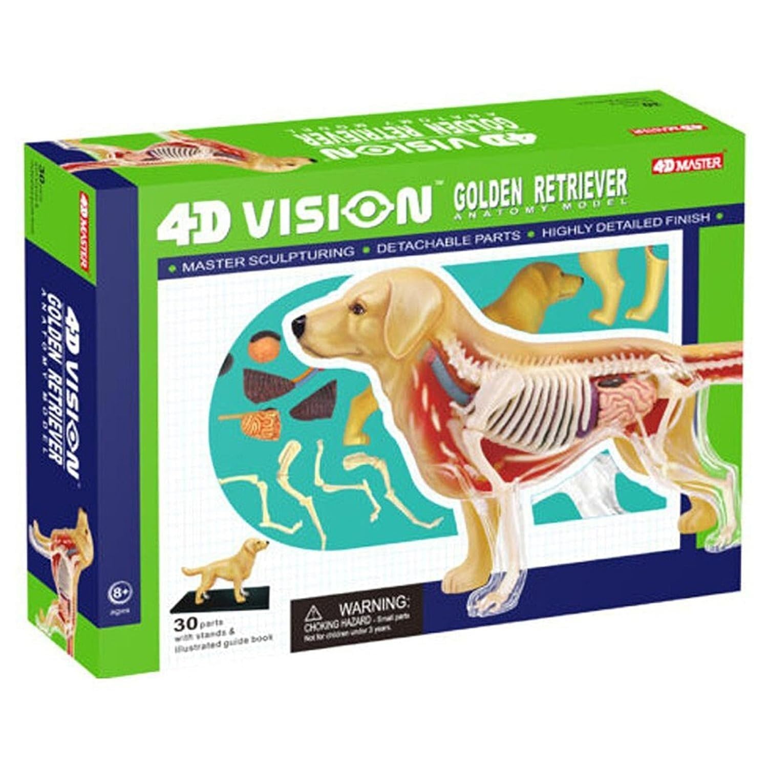 Modelo de anatomía canina 4D, kit de modelo de esqueleto animal de hueso de perro Golden Retriever, modelos de enseñanza de animales for enseñanza veterinaria en clínicas de mascotas.