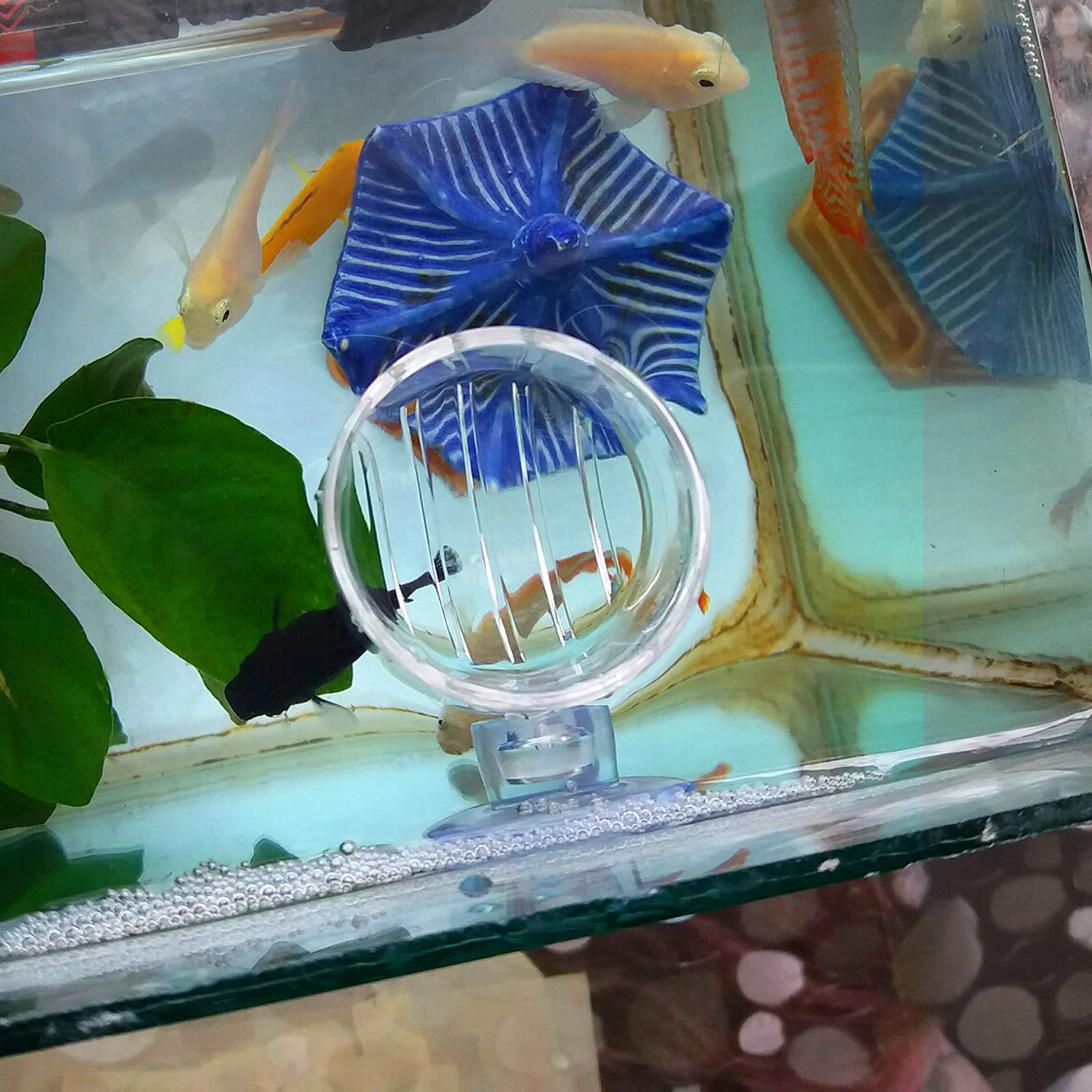 Picture Idea: Fish Tanks Nuonuowell 5X Aquarium Cone Feeder Red Worms Fish