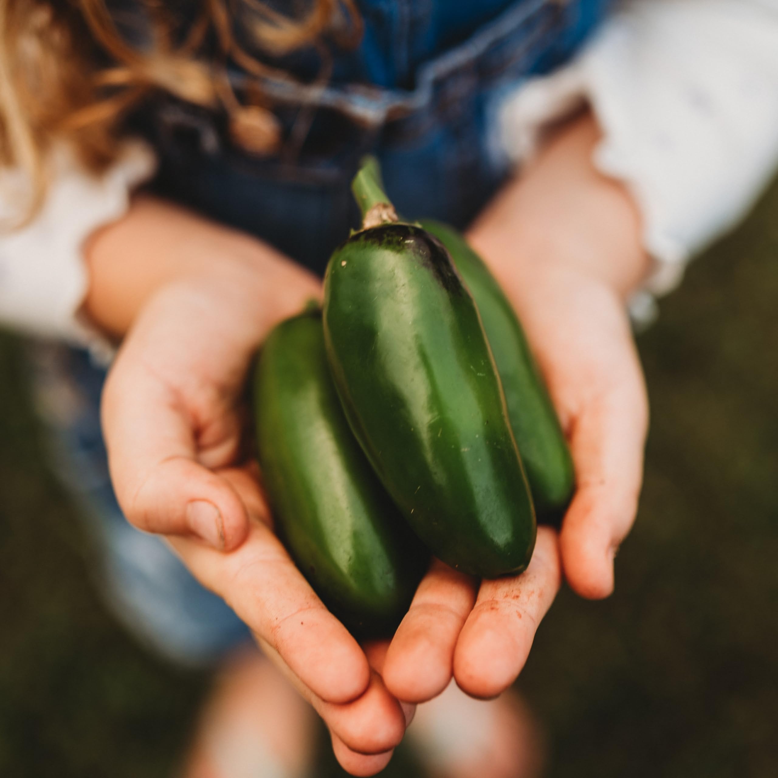 Amazon.com : Craig's Grande Jalapeno - 25 Seeds - Heirloom Giant