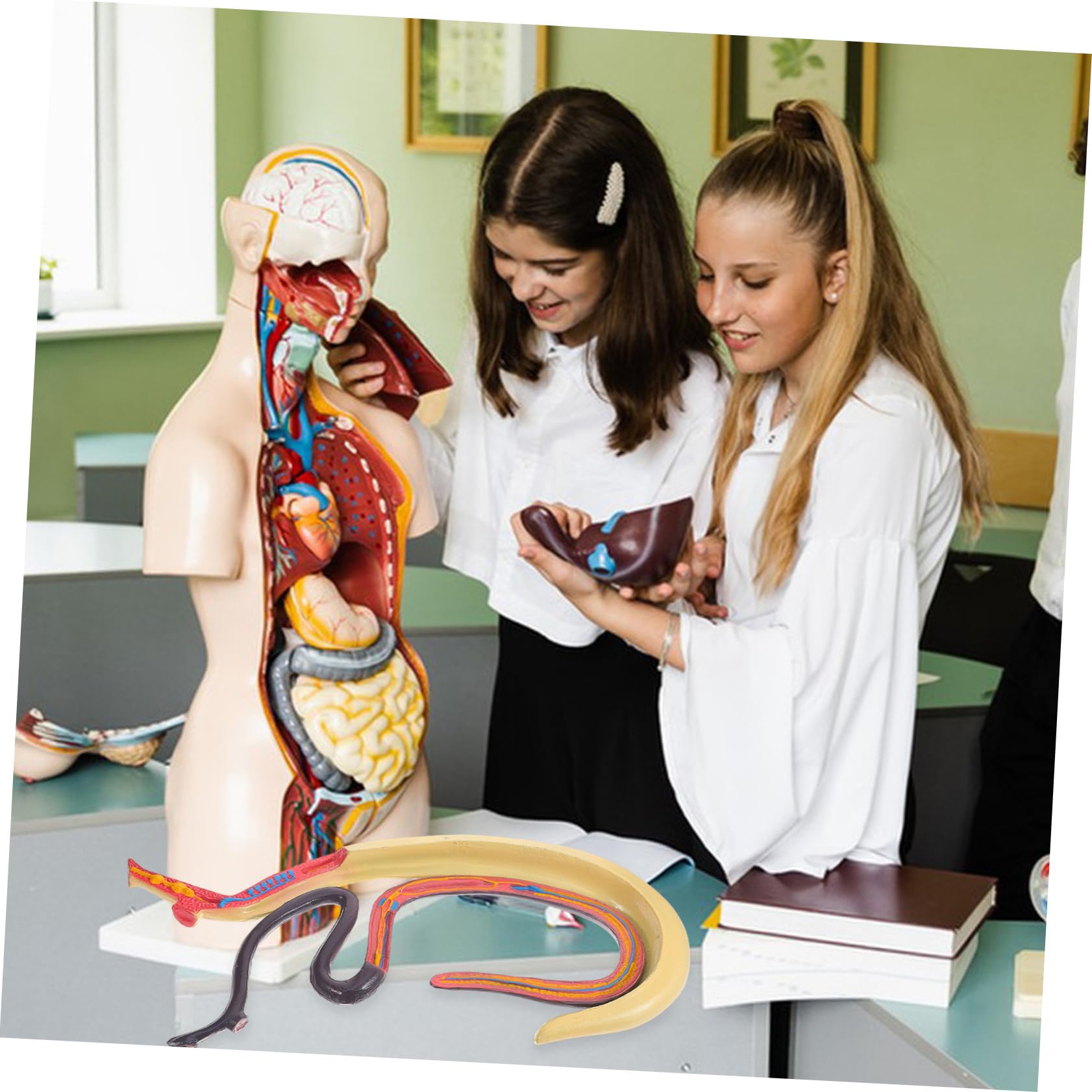 Alipis Modello Anatomico Schistosoma Per Studio e Insegnamento Materiale Scientifico Supporto Didattico Per Animali
