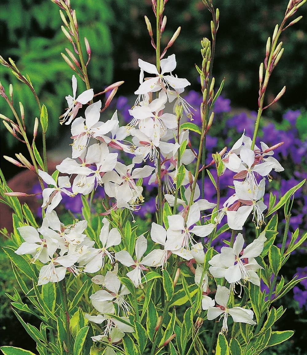 BALDUR Garten 2x Prachtkerze - Gaura 'Weiß', Pflanzen im 9x9 cm-Topf, winterharter Blickfang, Blüten in Schmetterlingsoptik, pflegeleicht, ideal für Beet & Kübel, bienenfreundlich, mehrjährig