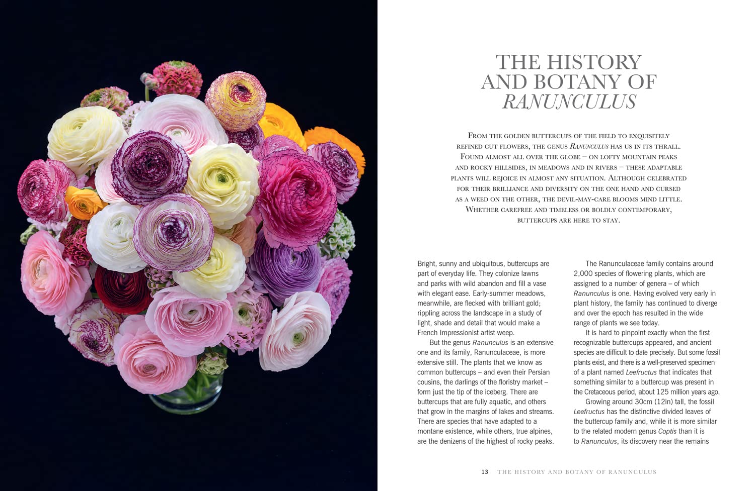 Ranunculus: The ultimate flower guide for growing, flowering and cutting varieties for the home and gardening