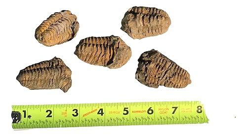 Miniatura 2 de Trilobite fósil genuino de 450 millones de años con fragmento de diente de dinosaurio de espinosaurio fósil genuino de DINOSAURS ROCK