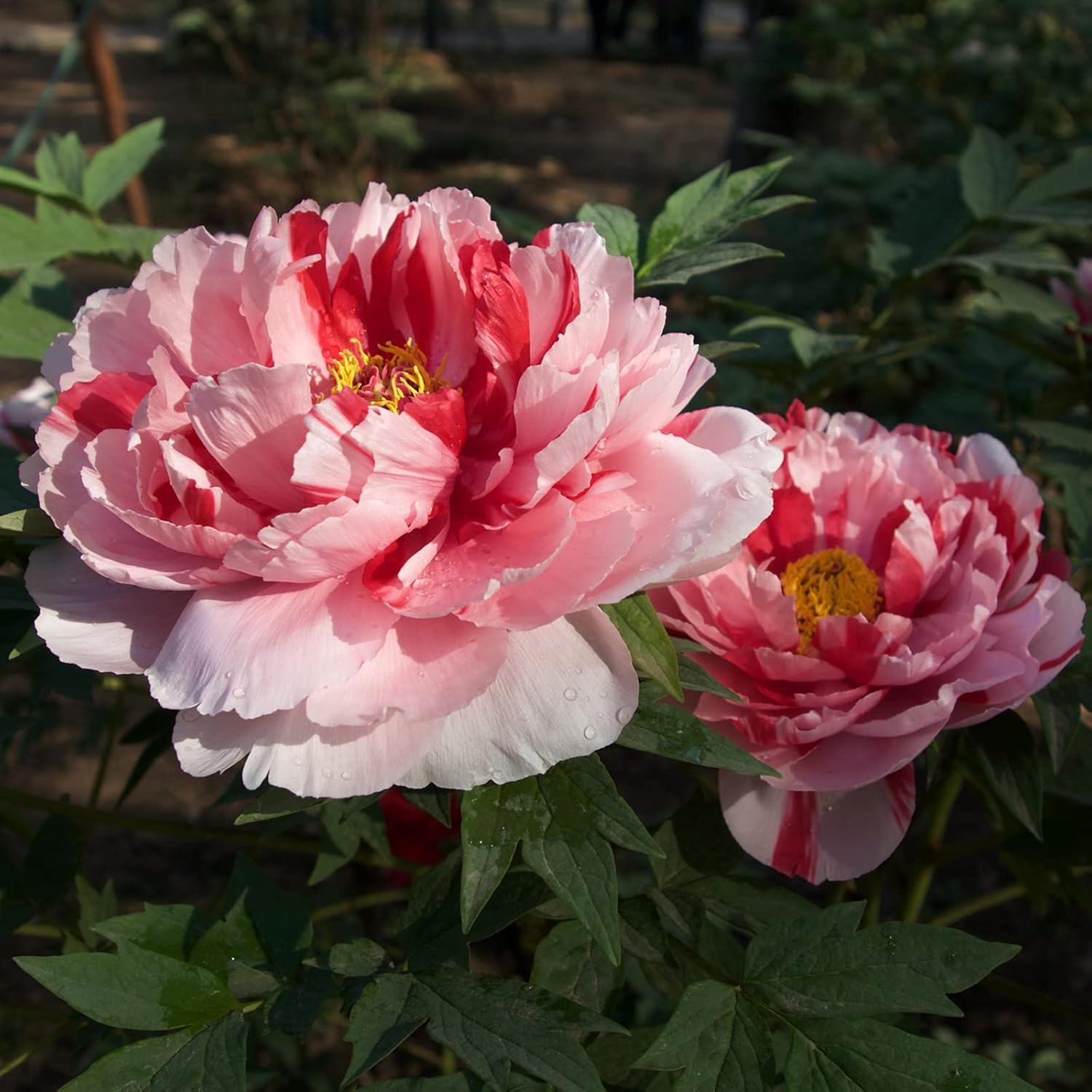 Peony Bare Root Bulb Gifts Planting Simple to Grow Pots