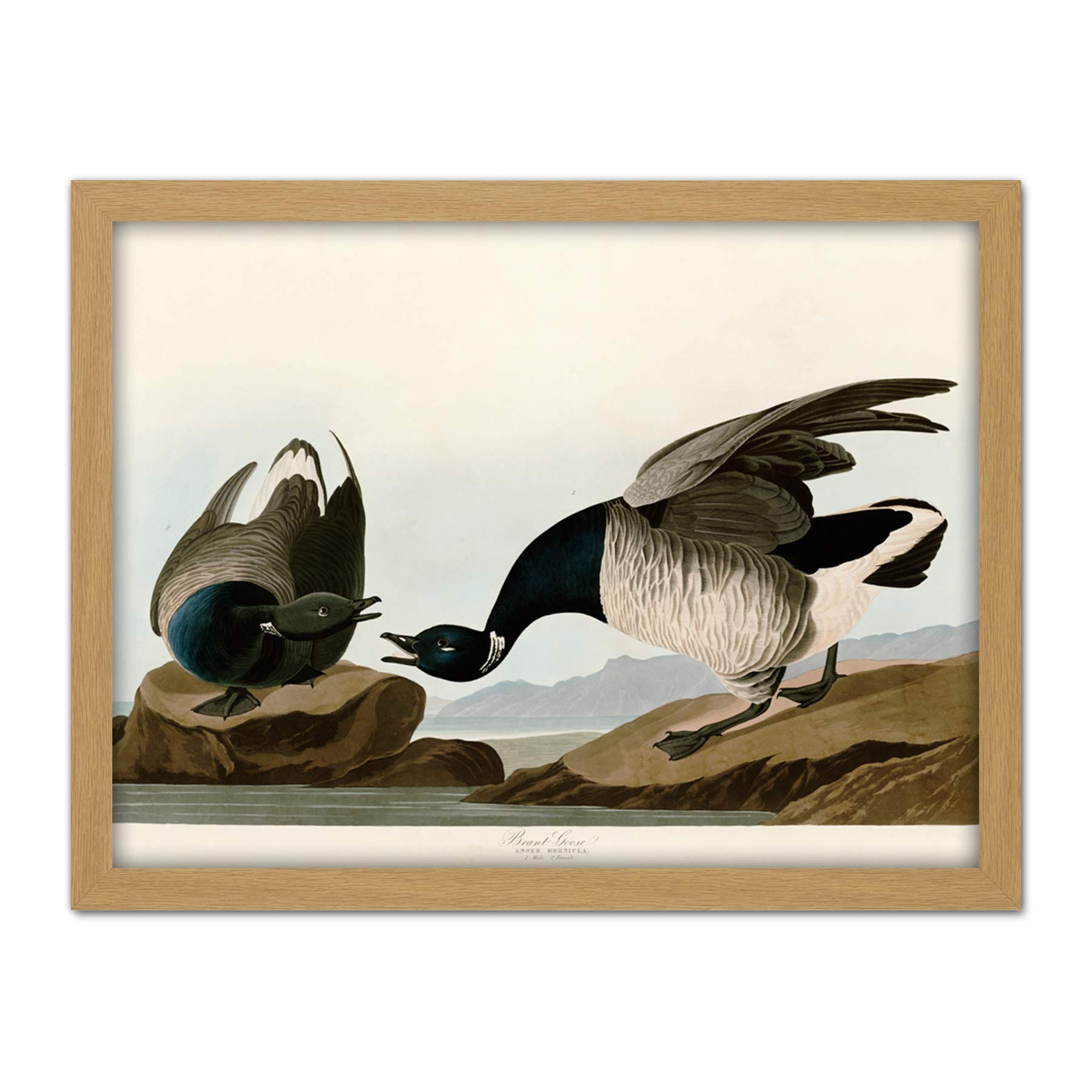 Artery8 Audubon Birds America Brant Goose Artwork Framed Wall Art Print 18X24 Inch