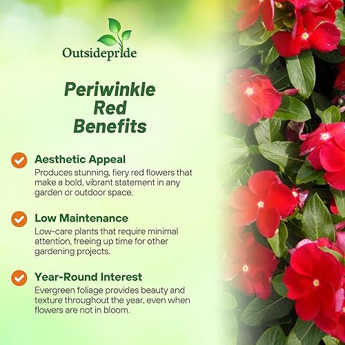 Miniatura 3 de Outsidepride 50 semillas anuales Vinca Bígaro Cora Red Cubierta de suelo y semillas de flores para plantar