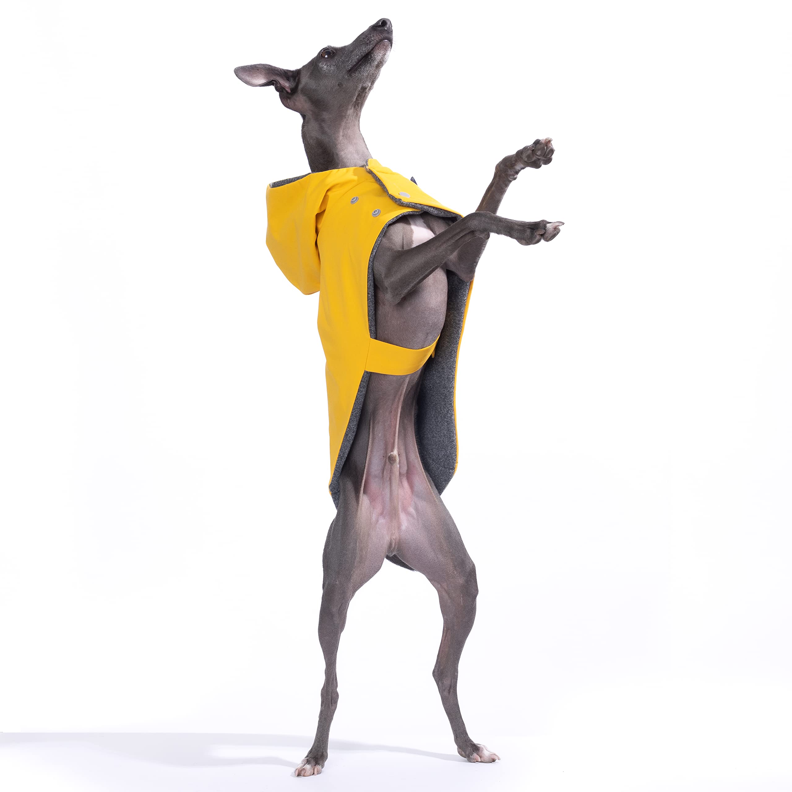 Yigi Italienischer Windhund-Regenmantel mit Kapuze, wasserdicht, mit Geschirröffnung, leicht, atmungsaktiv Regenponcho Hunde-Regenmantel Jacke für italienischen Windhund (groß)