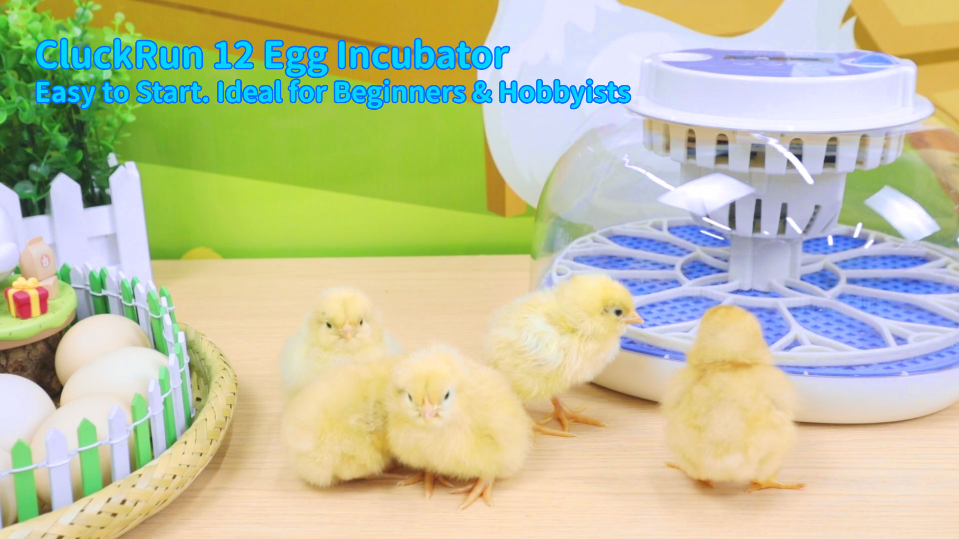 Amazon.com: 12 Egg Incubators for Hatching Eggs, Temperature and