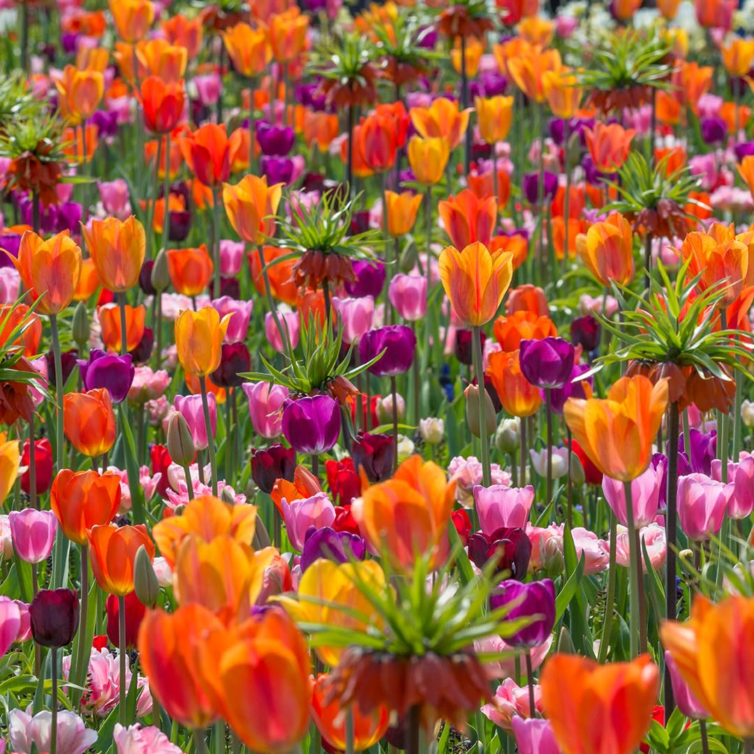 From Dusk Till Dawn Mix | 100 Stück | Blumenzwiebel | duftend | Gemischt | Lila | Orange | Rot | 100% Blütegarantie | QFB Gardening | Bienenblume