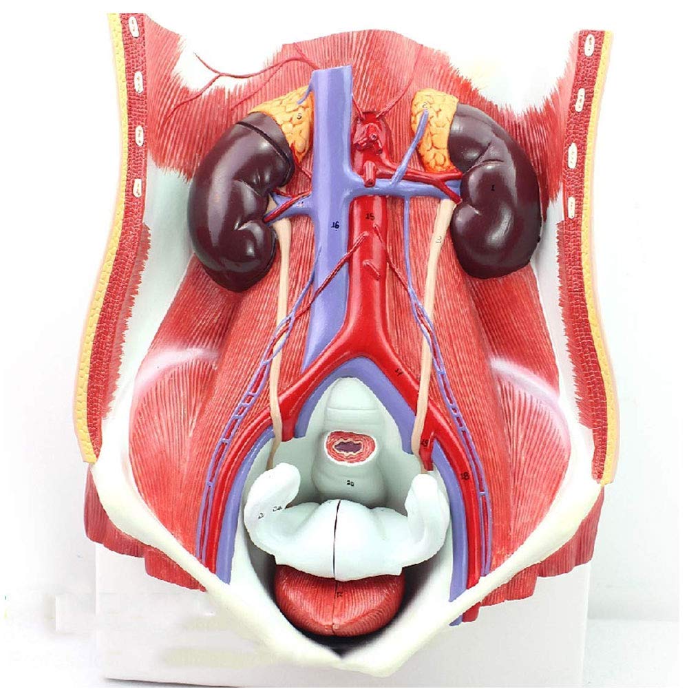Buy Human Male Female Urinary System Model,Human Bladder Abdominal