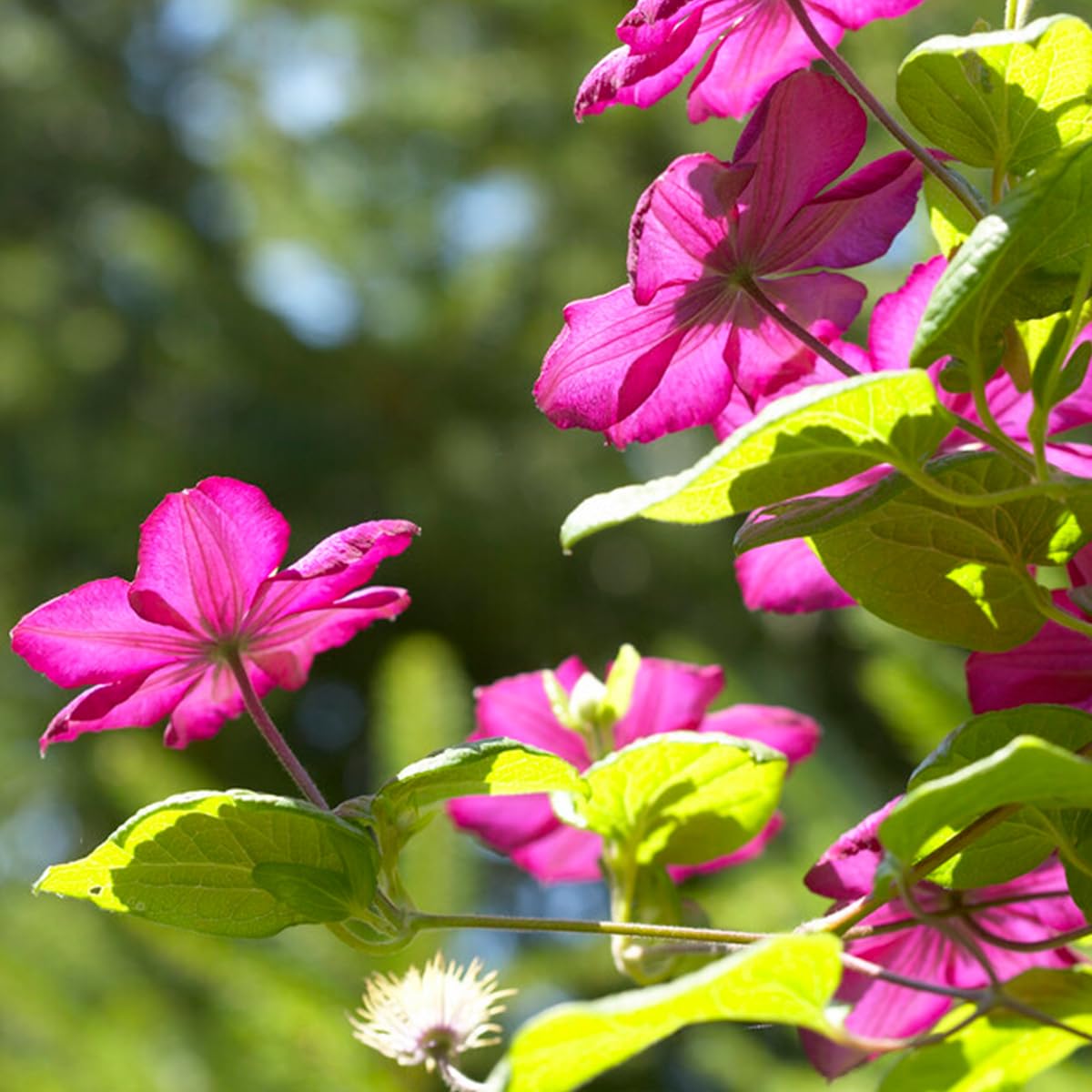Bloomique - Set di 2 - Clematis ‘Ville de Lyon’ - Clematide - Rosa scuro - Rampicante - Resistente al freddo - Alte 50-70 cm - Vaso 15 cm