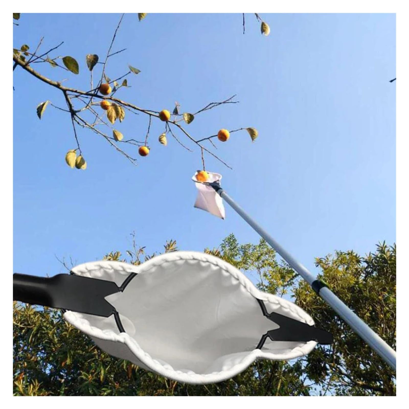 Cueille Fruit Telescopique Cueilleur de Fruits for verger avec Lame, Outil cueillette for Arbres Hauts, for