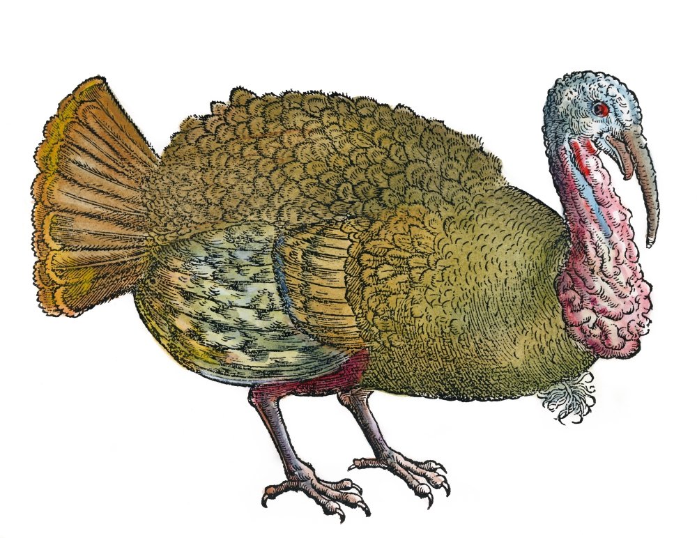 Amazon.com: Turkey 1560 Nwild Turkey (Meleagris Gallopavo) Woodcut