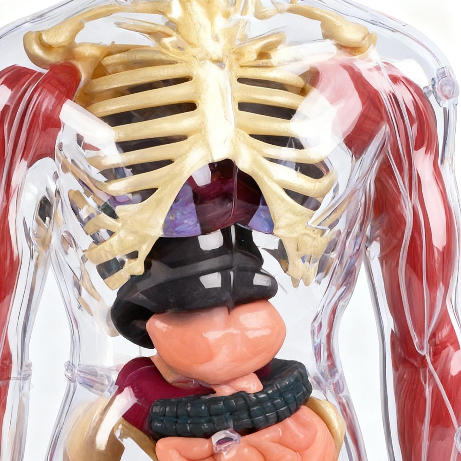 Interaktywny model anatomiczny, zabawka do nauki o ludzkim ciele, edukacyjna figurka 3D z wyjmowanymi organami, miękki model anatomiczny, pomoc edukacyjna z elementami wizualnymi, zabawka do nauki lud