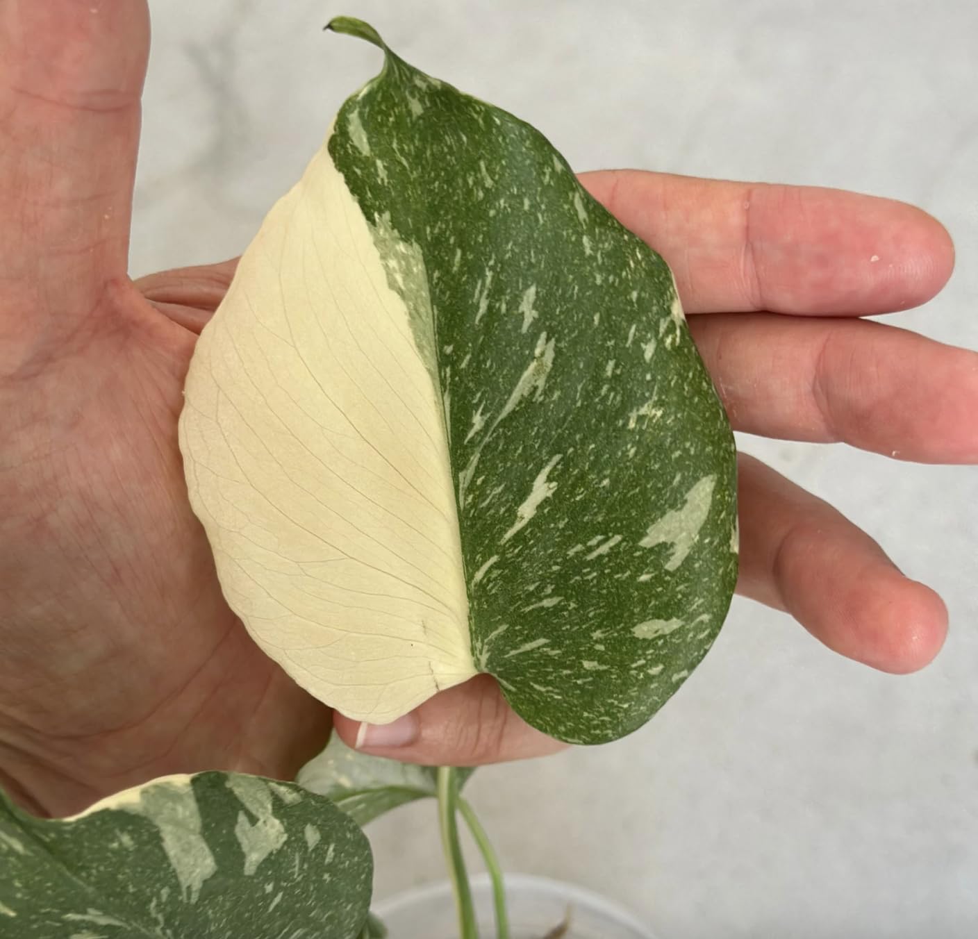 peace lily light needs Peace Lily Plant
