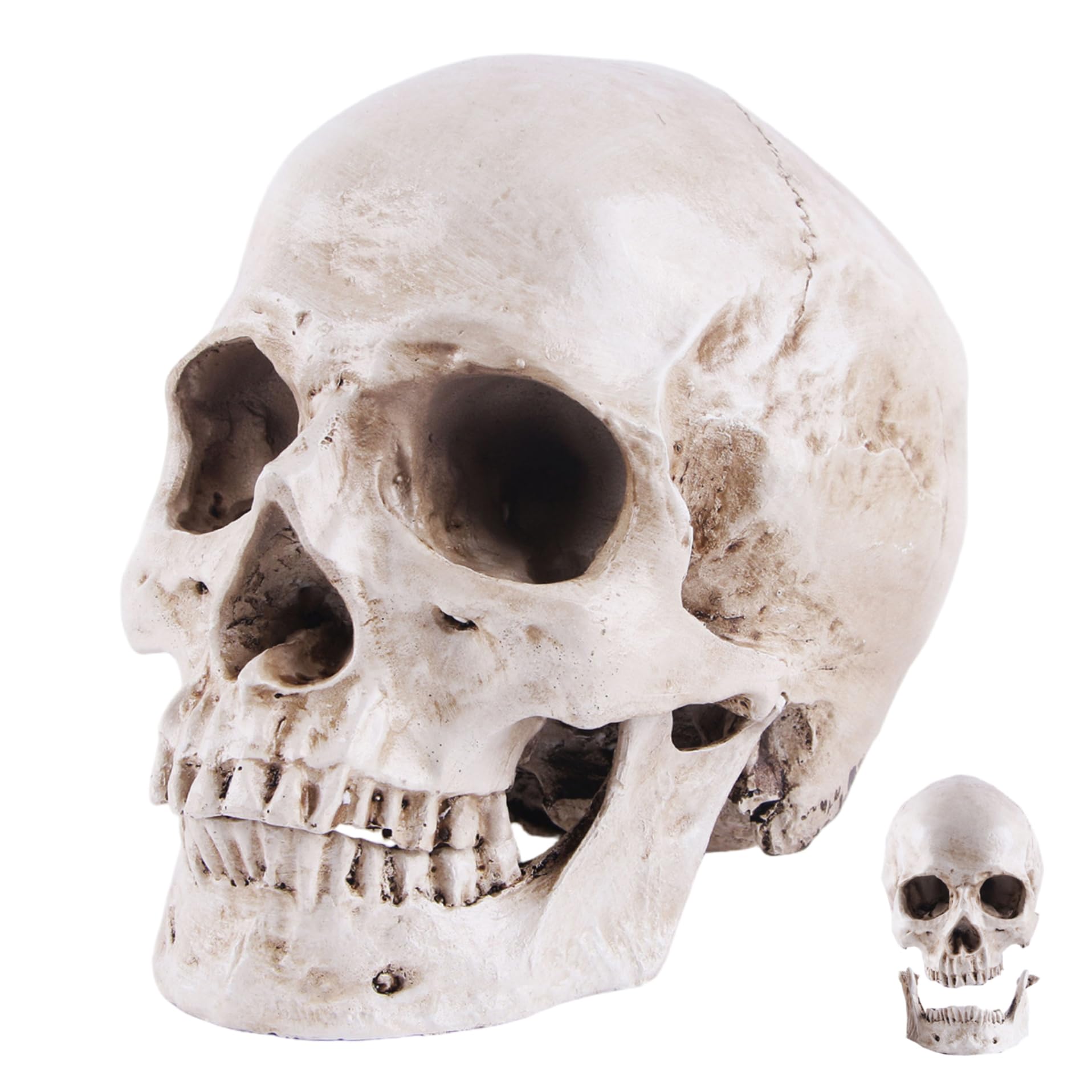 Calavera de tamaño natural cabeza de esqueleto de resina para Halloween adorno