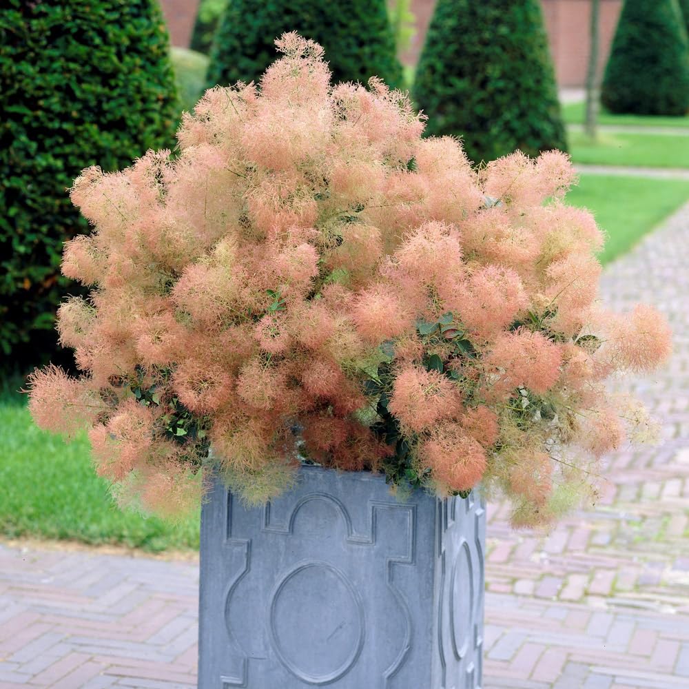 Cotinus ‘Young Lady’. 9cm Plant x 2. Dwarf. Fluffy Plumes of Smokey Flowers. Available from Bedwen Plants