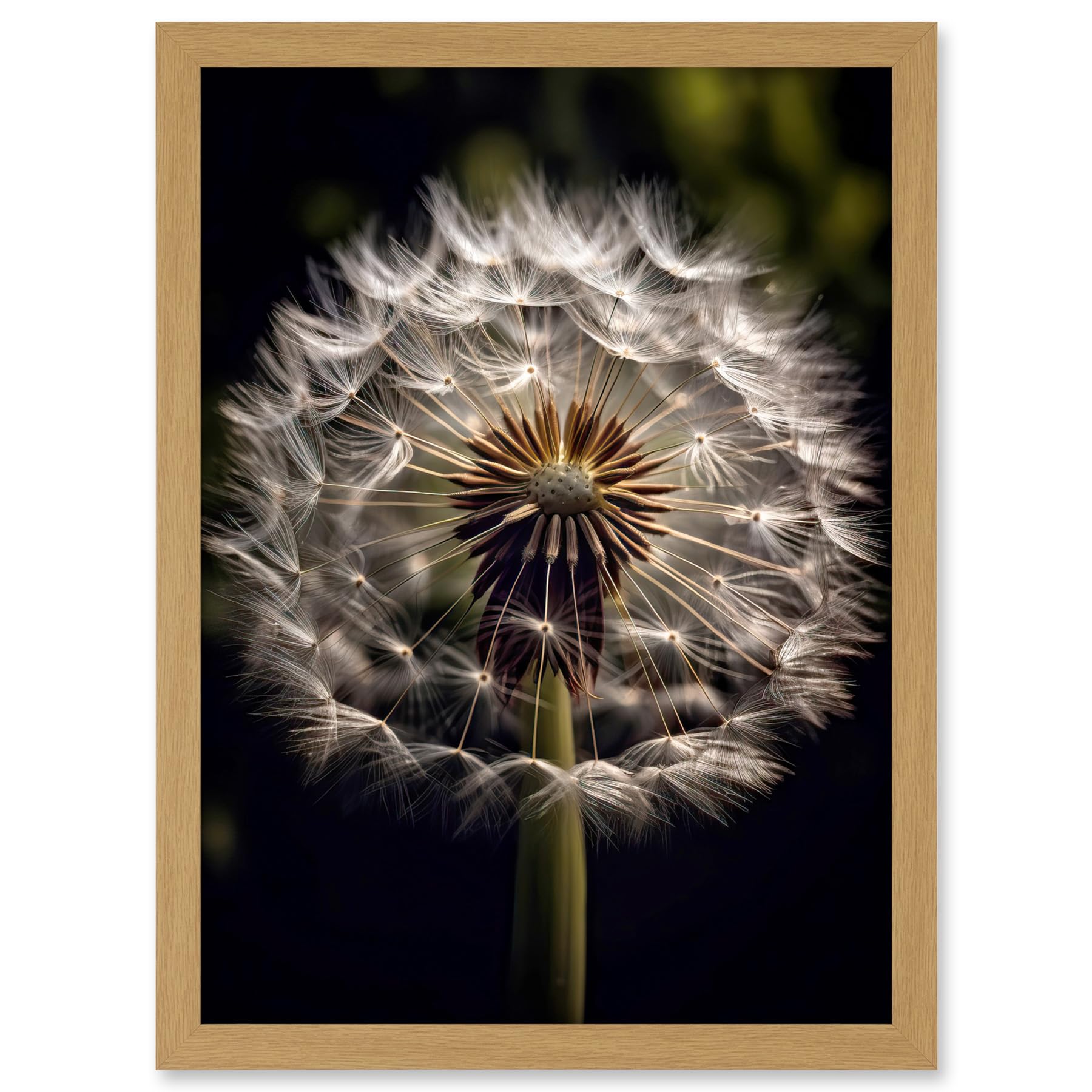 Artery8 Dandelion Flower Pappus Macro Photograph Dark Close Up Detail Artwork Framed A3 Wall Art Print