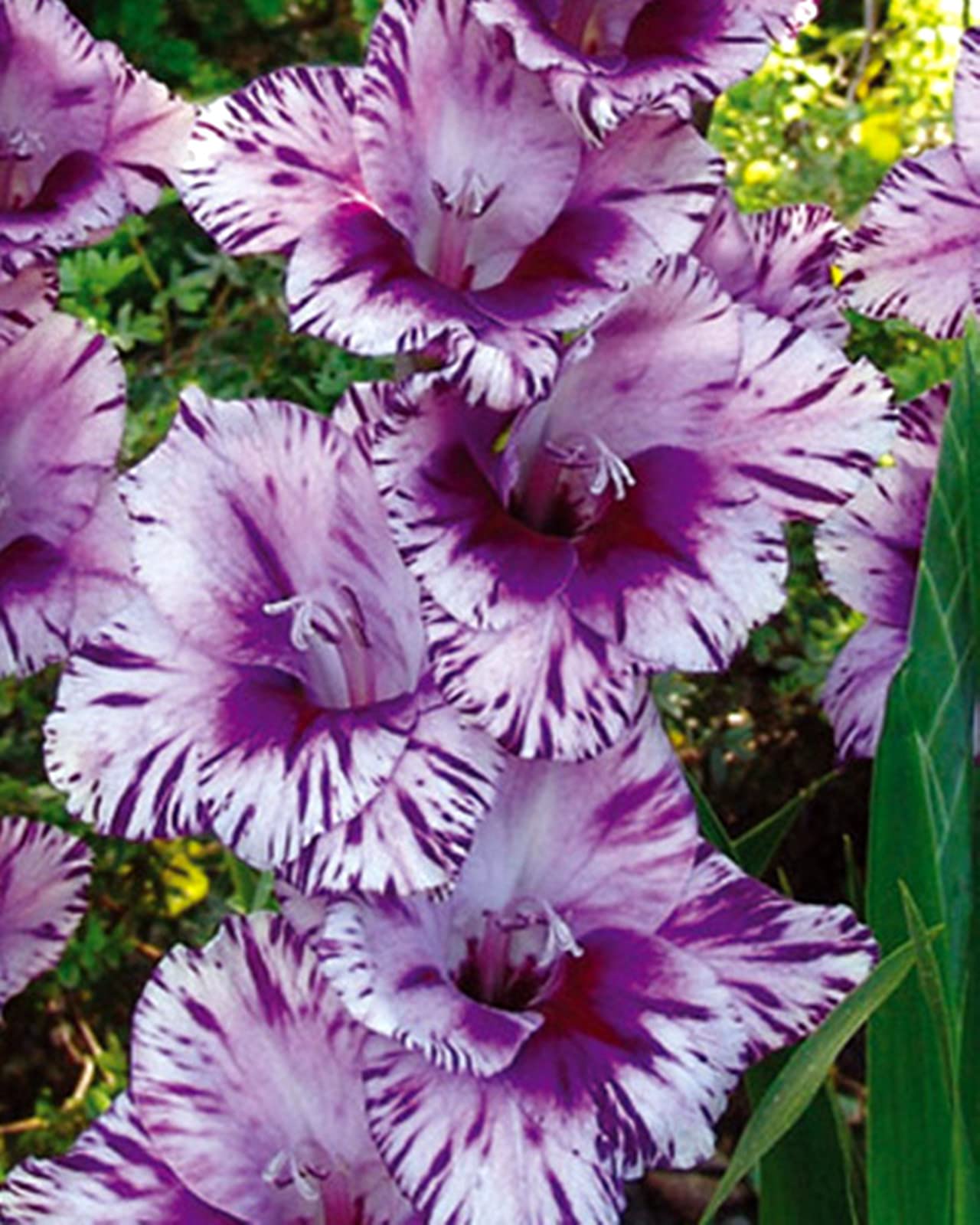 Hardy Gladiolus Bulbs – Perfect The Four Seasons Bulbs for Shaded Corners and Garden Beds,Hardy Perennial, Excellent Display-3 Bulbs-E