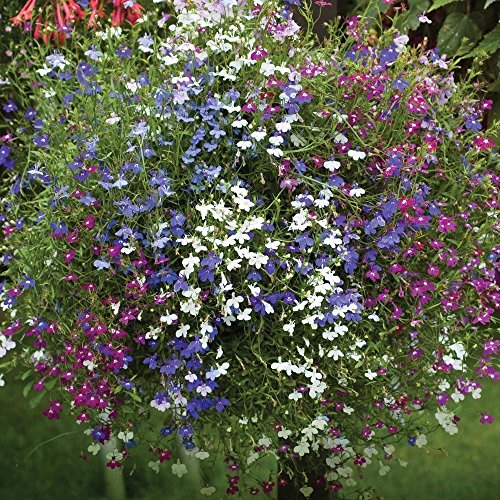 Lobelia Seeds,Trailing Mixed, Use in Hanging Baskets or Trailing Over Window Box(100 Seeds)