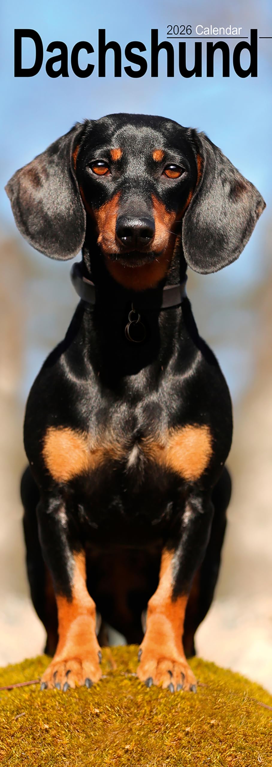 Dachshund Slim 2026 Calendar | Slimline Wall Calendar | Dog Breed Gift | Plastic Free Packaging | by Avonside Publishing