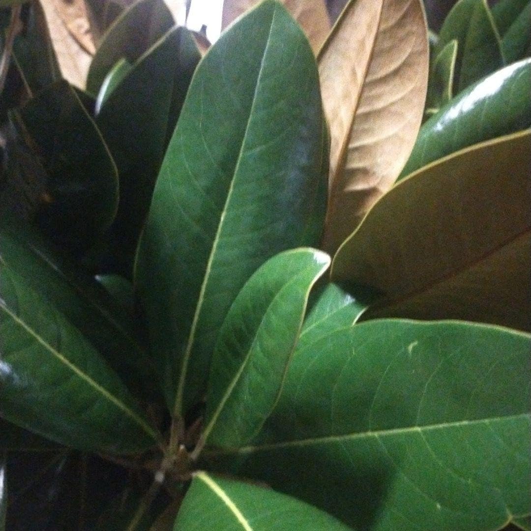 無農薬 タイサンボク 葉っぱ 泰山木葉 60サイズ